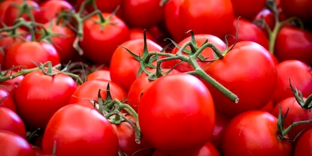 قیمت گوجه فرنگی رکورد زد