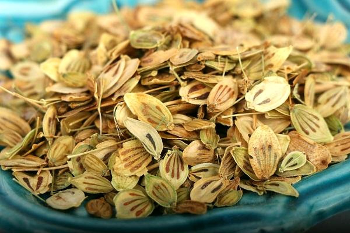 اگر حافظه ضعیفی دارید چای گلپر بنوشید! 