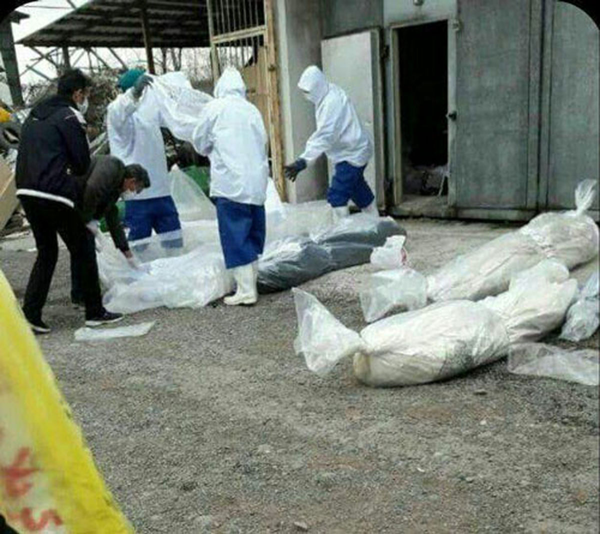 تصاویری دردناک از دفن کرونایی ها در رشت