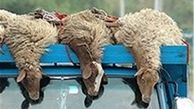 آمادگی کمیته امداد برای جمع‌آوری نذورات عید قربان 