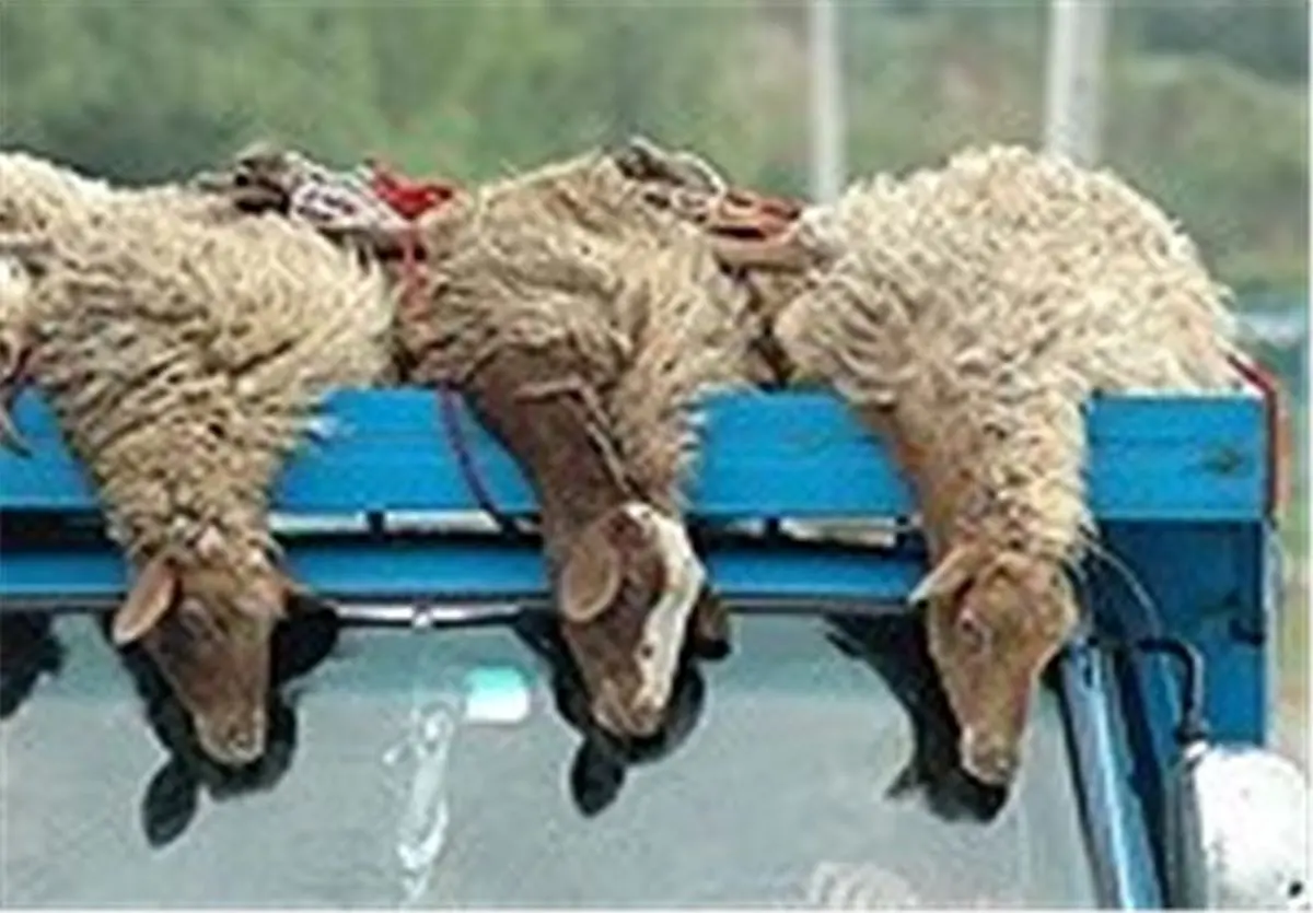 آمادگی کمیته امداد برای جمع‌آوری نذورات عید قربان 