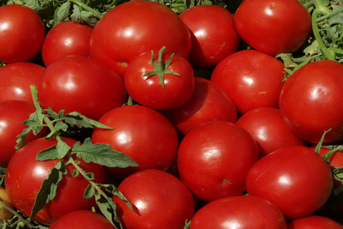 مهندسی ژنتیک طعم گوجه فرنگی را تند می کند
