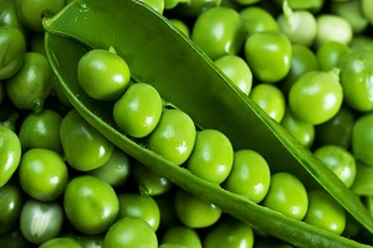 نخودفرنگی چینی هم به بازار آمد 