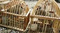 سه شکارچی غیرمجاز در سردشت دستگیر شدند