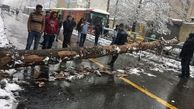 هر درختی که به خاطر بی تدبیری شکست، اکسیژن دو نفر را تامین میکرد