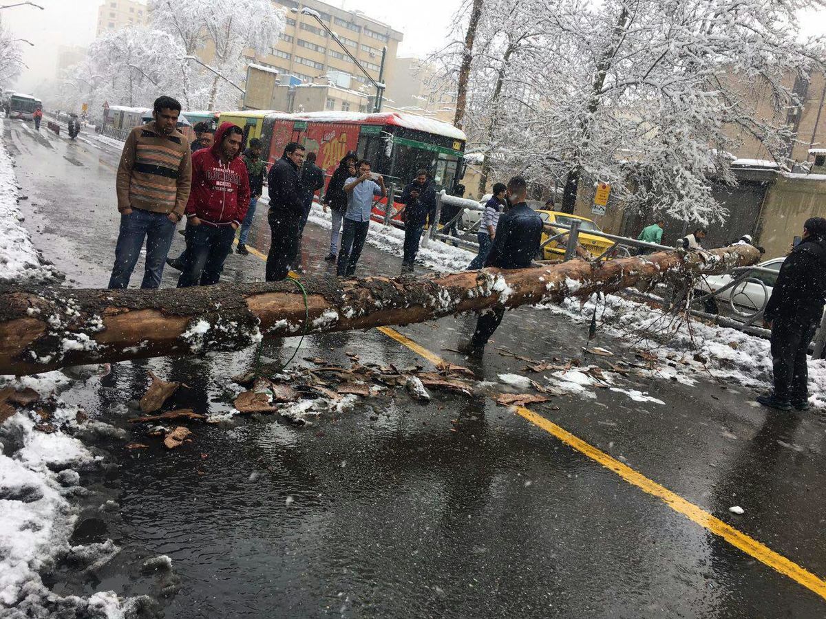 هر درختی که به خاطر بی تدبیری شکست، اکسیژن دو نفر را تامین میکرد