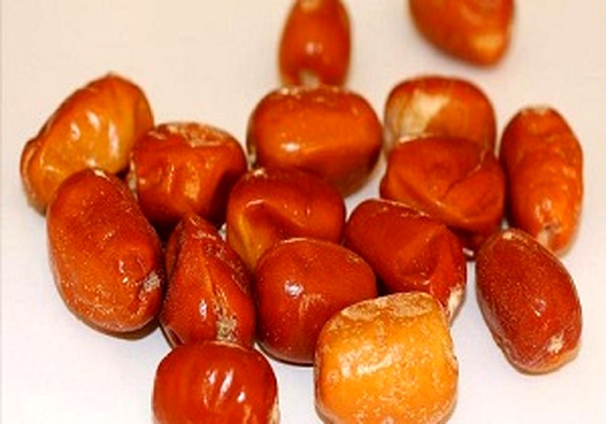 خواص شگفت انگیز و جادویی سنجد