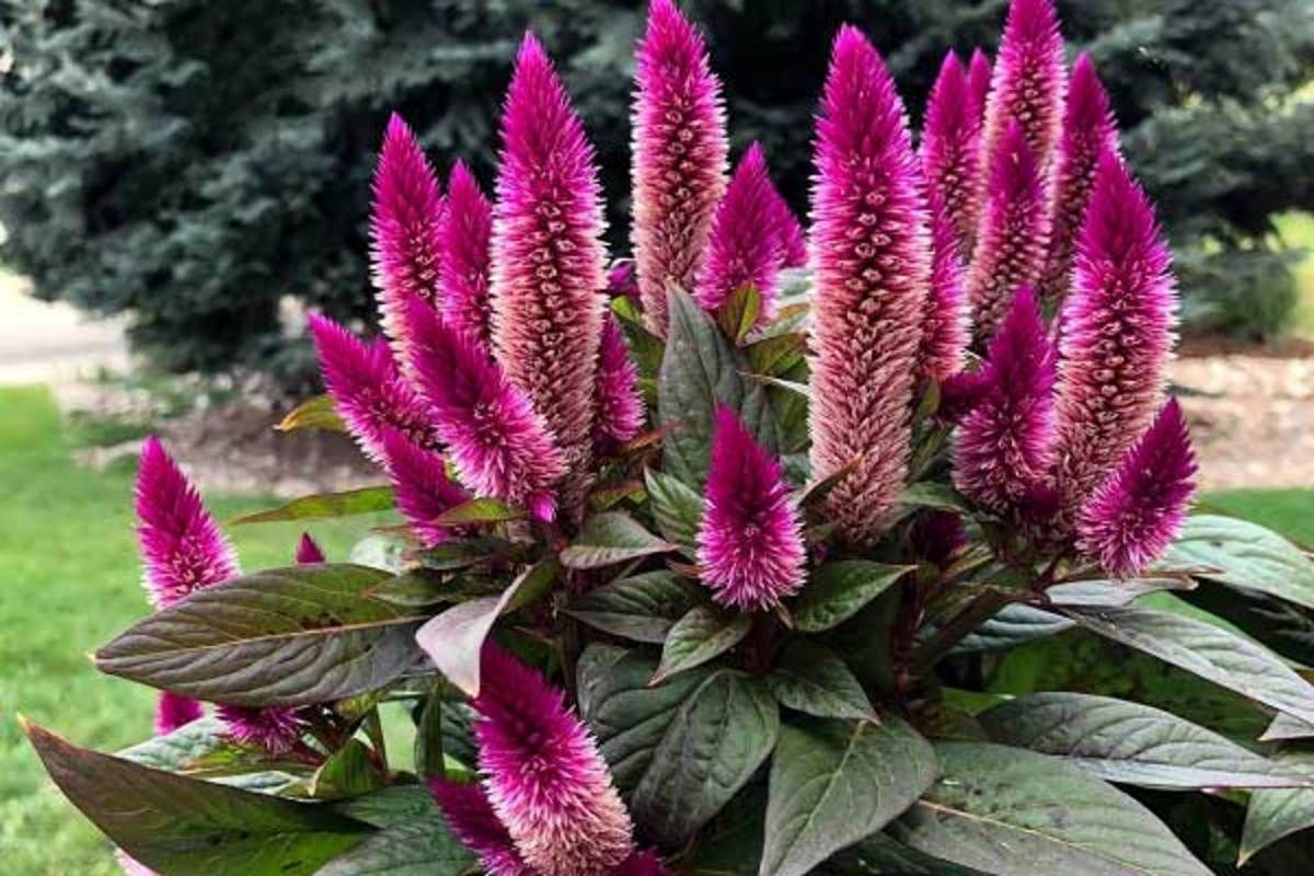 تاج خروس چیست و چه خواصی دارد ؟