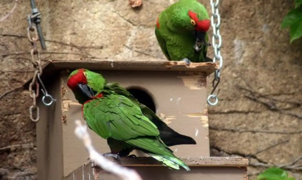 نکات مثبت و منفی و بایدها و نبایدهای نگهداری پرنده در خانه/ اندر معایب و مزایای پرنده داری