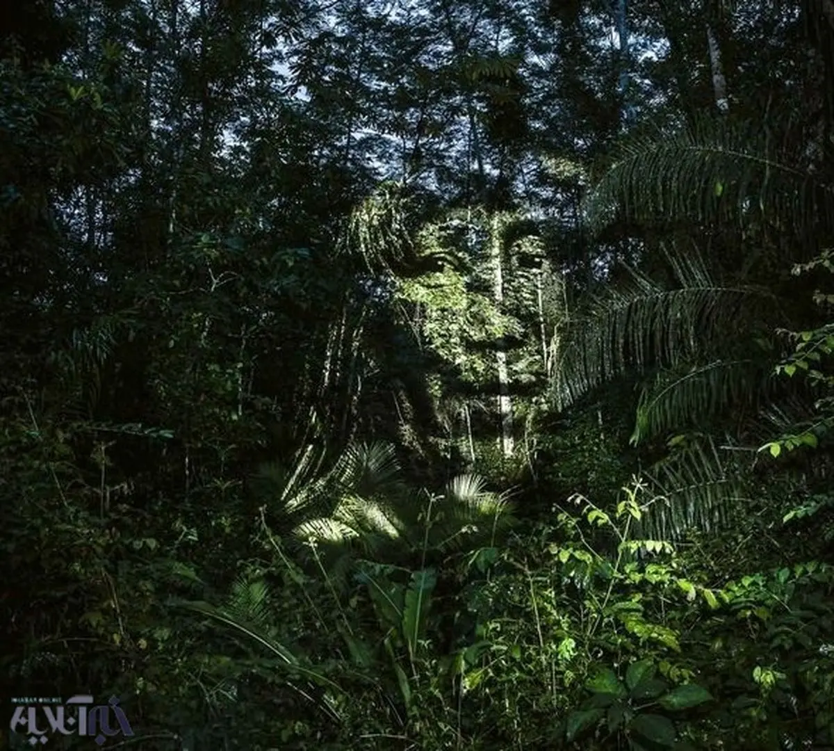 خلق چهره انسان با تابش نور روی درختان/تصاویر