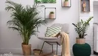 معرفی 20 گیاه آپارتمانی برگ پهن همراه با روش نگهداری از آنها