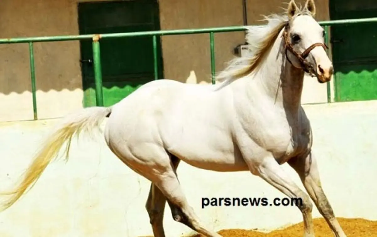 ماجرای واردات اسب در فرست کلاس و اصلاح نژاد اسب ایرانی