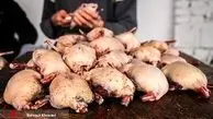موج جدید آنفولانزای پرندگان در کشور 