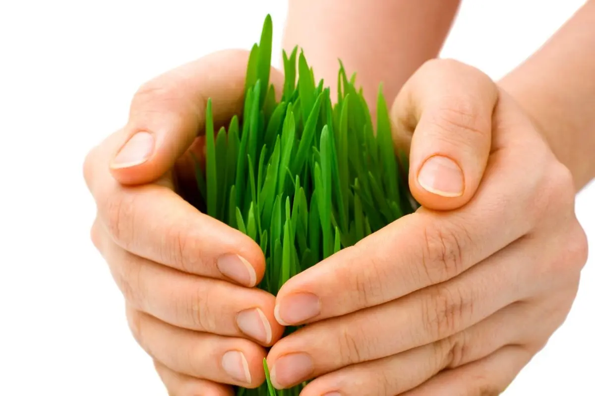 بسترسازی برای کاهش وابستگی واردات محصولات غذایی