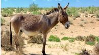 توییتر:: واردات الاغ به جای پورشه