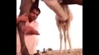 فرجام عکس یادگاری با شتر/ ویدئو