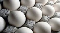 قیمت تخم مرغ از گوجه فرنگی ارزانتر است