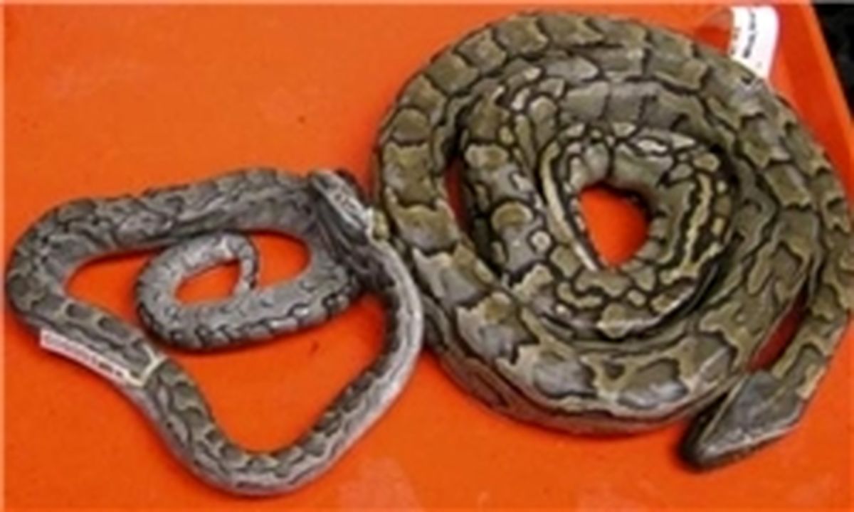 مار جان ۲ کودک را گرفت
