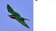 آهوهایی که در میدان مین زندگی می‌کنند!/عکس