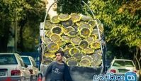 تصویری دیدنی از فروش گل آفتابگردان