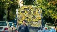 تصویری دیدنی از فروش گل آفتابگردان