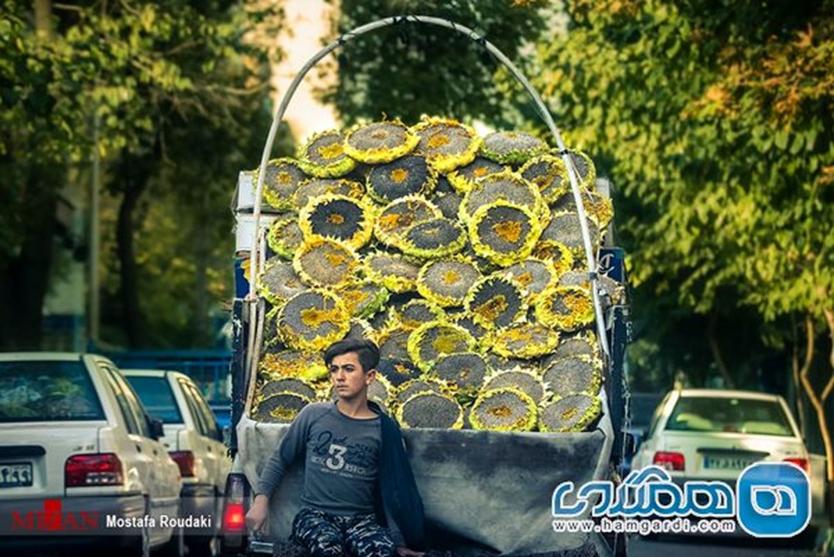 تصویری دیدنی از فروش گل آفتابگردان