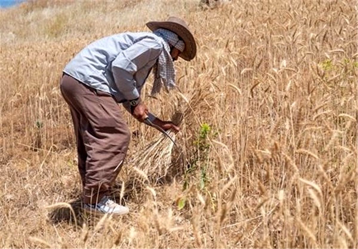 امسال 22 مرکز گندم کشاورزان قزوینی را به شکل تضمینی خریداری می کنند