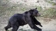 لحظه رهایی خرسی که 16 سال در اسارت بود (+عکس)