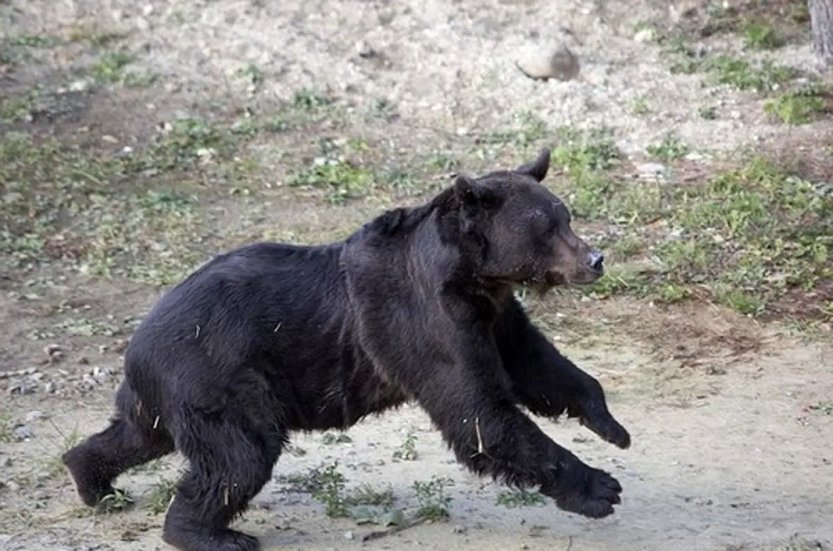 لحظه رهایی خرسی که 16 سال در اسارت بود (+عکس)