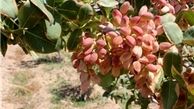 درآمد سالانه ۱۵۰ میلیون تومانی یک کشاورز جوان