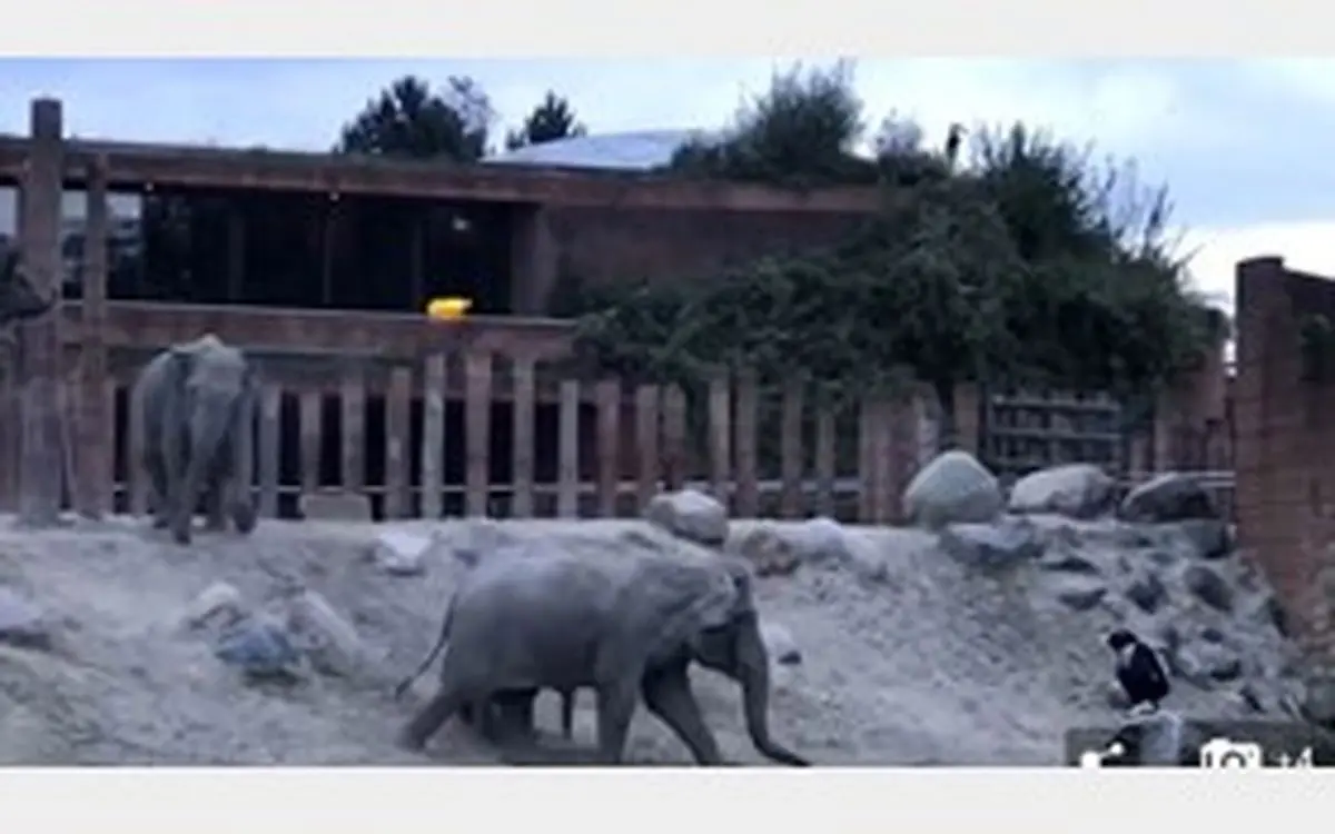 نجات مردی که به قفس فیل ها پریده بود