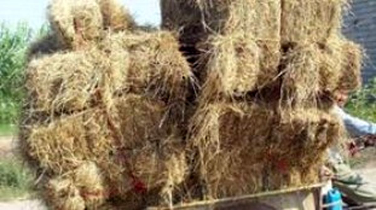 درآمد میلیاردی ماسالی ها!