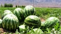 بررسی تولید هندوانه در کم‌آبی