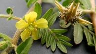 گیاهی موثر برای دفع سنگ کلیه
