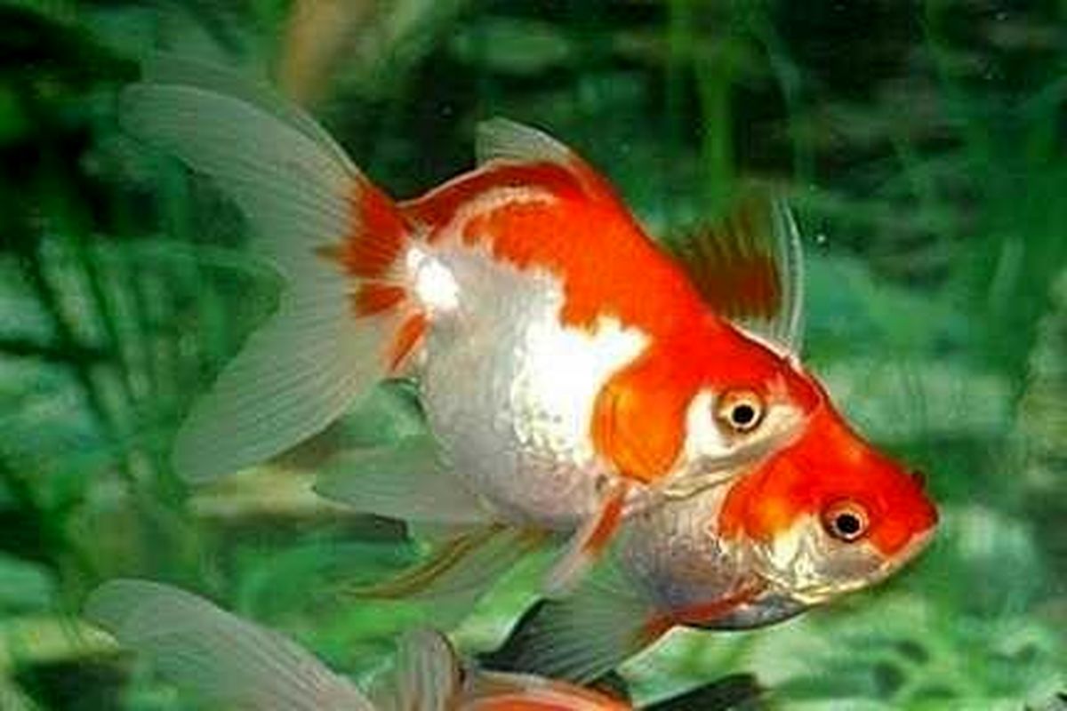 ازدواج منحصر به فرد یک زوج جوان+ عکس