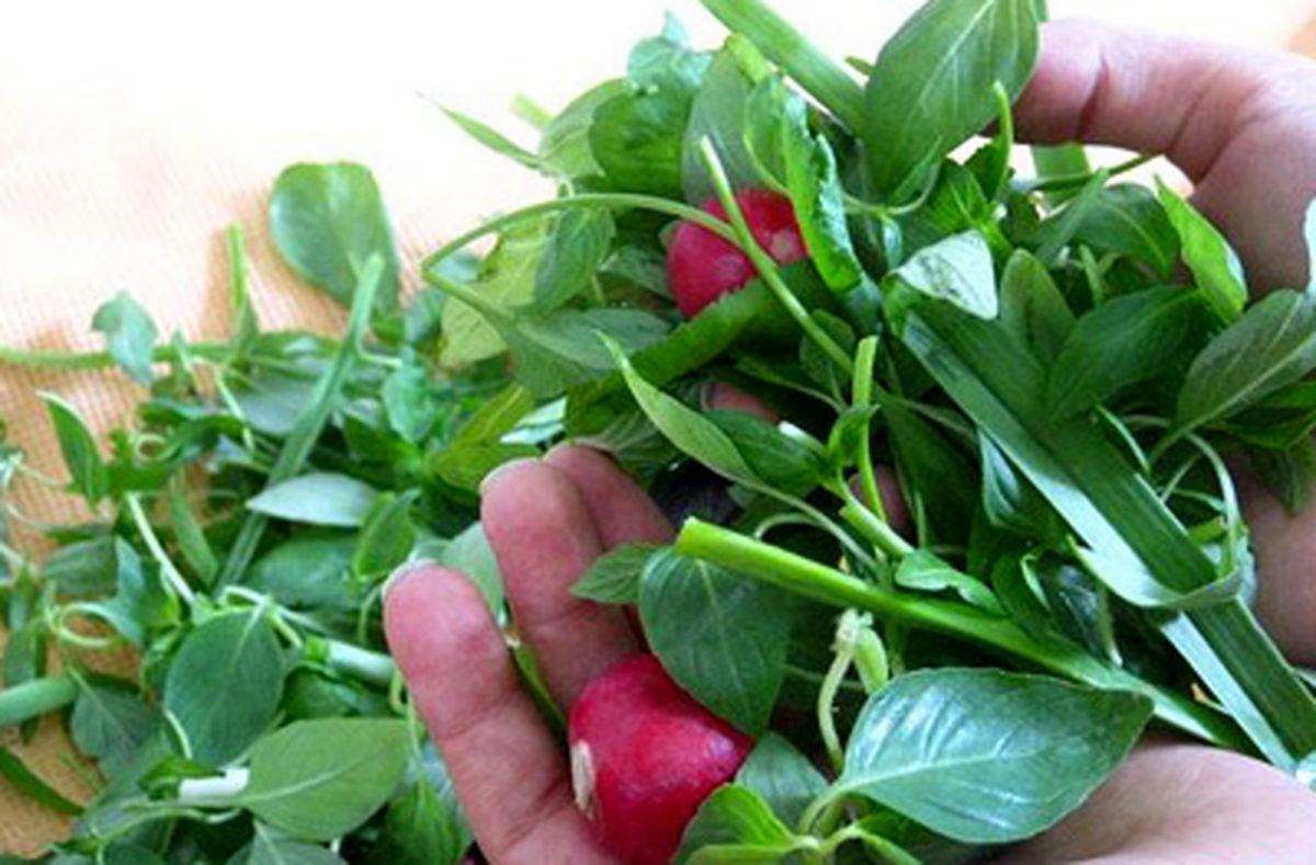 روش هایی برای تازه نگه داشتن سبزی خوردن برای یک هفته