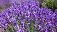 دمنوشی برای کاهش التهابات روحی و روانی