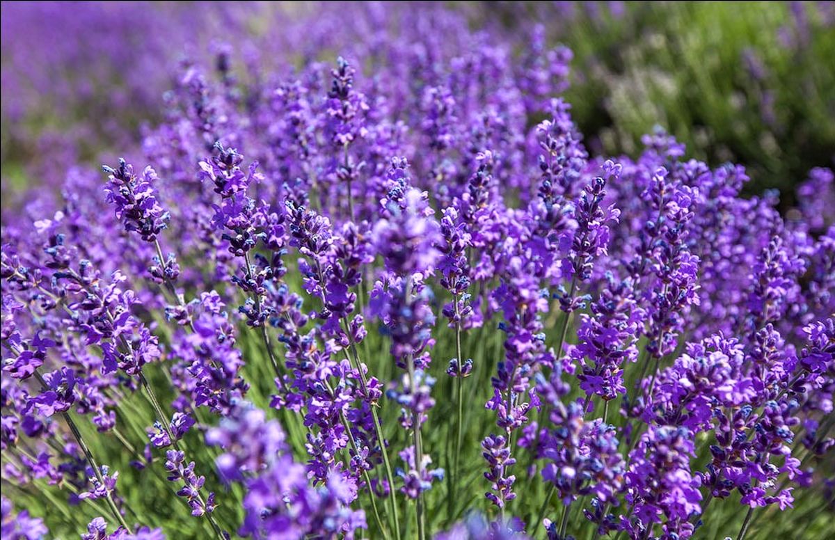 دمنوشی برای کاهش التهابات روحی و روانی