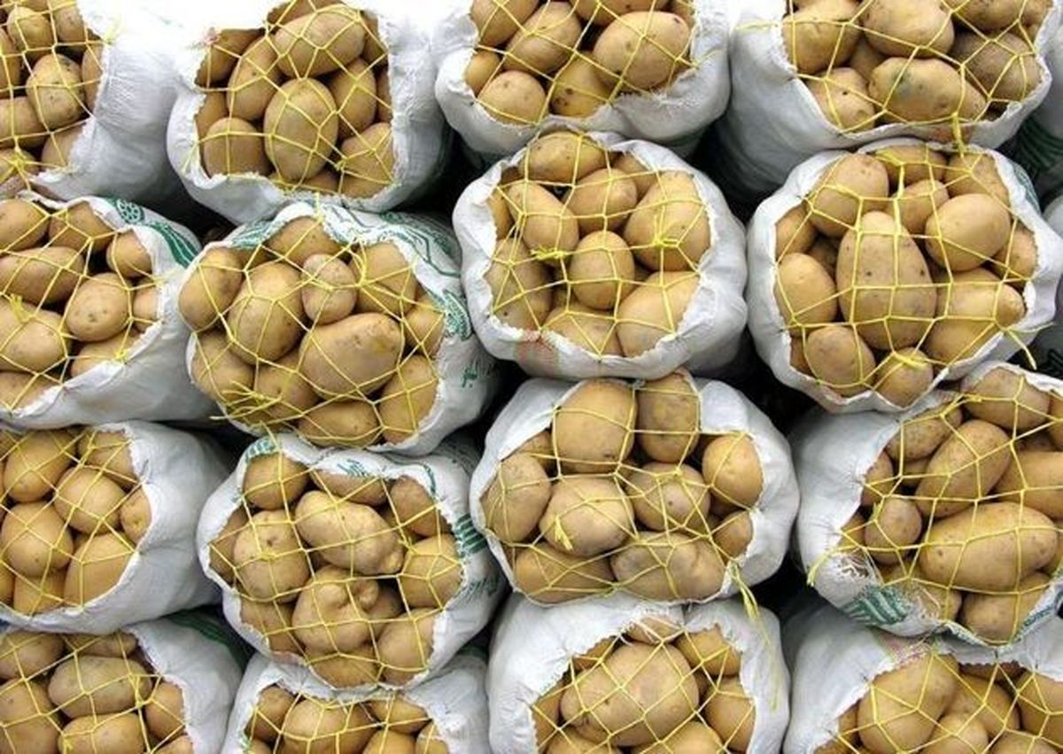 صادرات سیب زمینی ارتباطی به گرانی ندارد