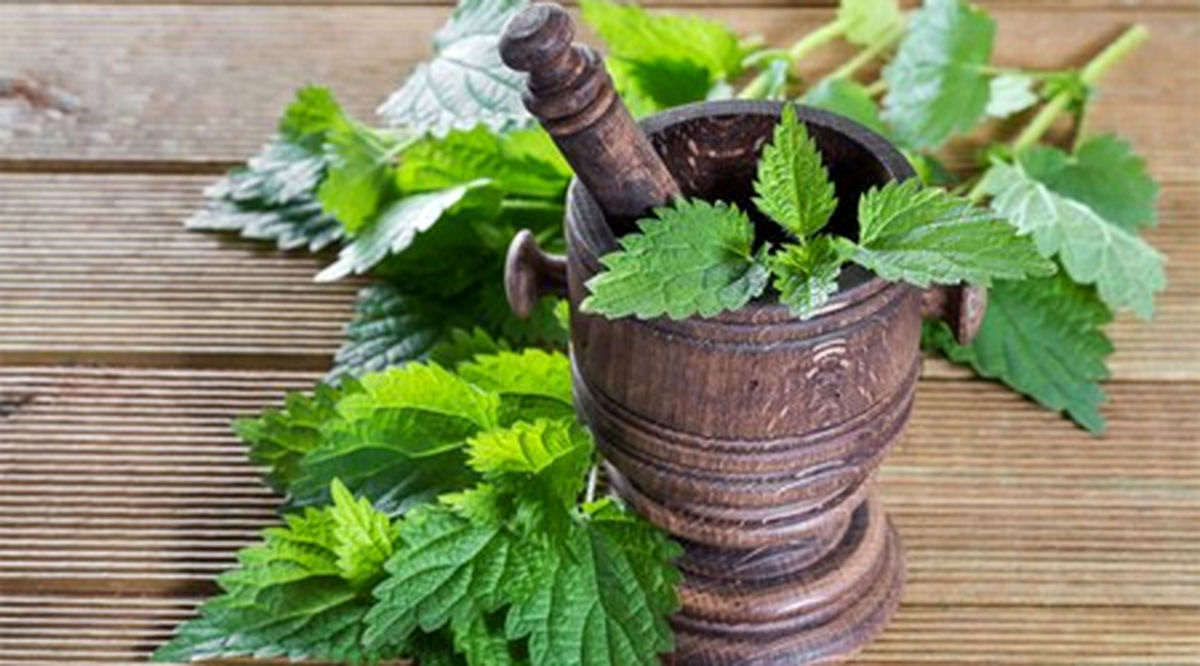 مصرف این گیاه دارویی برای سلامت خانم ها ضروریست