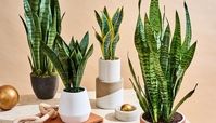 گیاهان آپارتمانی مقاوم و مناسب افراد تازه کار