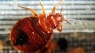 لباس‌های چرک را در اتاق خواب نگه ندارید