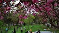 "پارک چیتگر تهران" در روز ۱۳ فروردین+ عکس