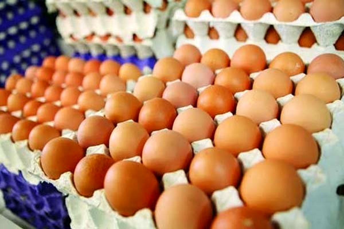 کاهش قیمت تخم مرغ در یک هفته اخیر
