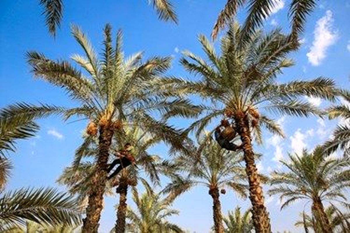 تصاویری گرم و دلنشین از برداشت رطب نوبرانه در دشتستان
