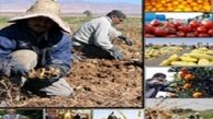 صادرات طلای سرخ آب رفت