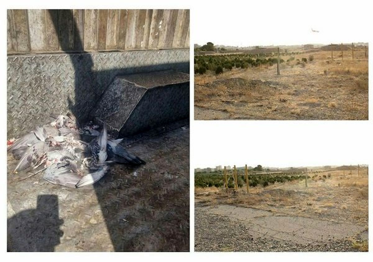 استخدام شکارچی درفرودگاه‌ مهرآباد!