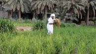 گران قیمت‌ترین برنج جهان کجا کشت می‌شود؟ 