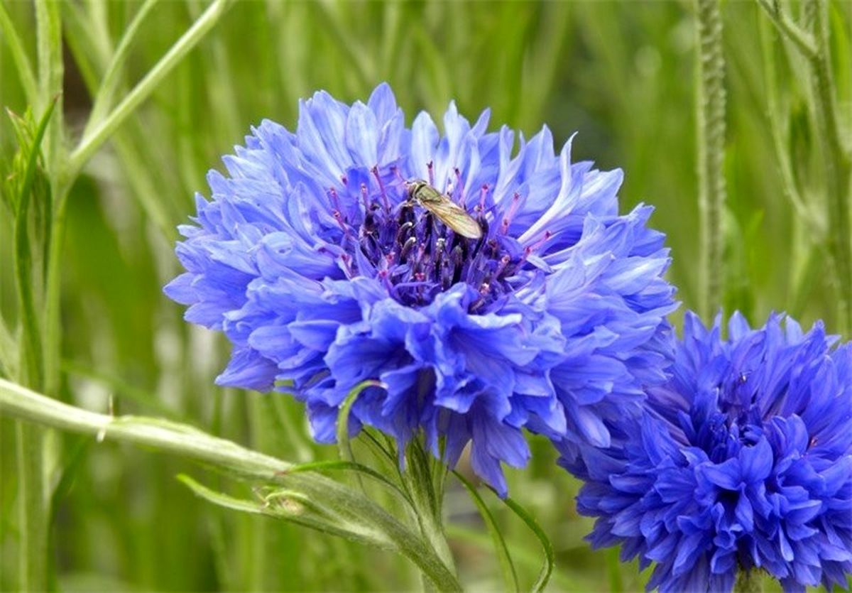 خواص گل گندم از منظر طب سنتی 