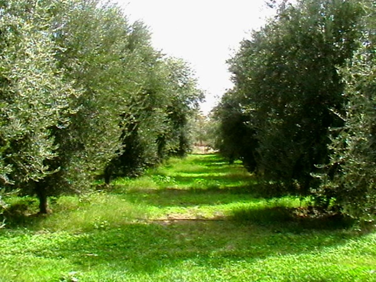 خسارت سنگین سرمازدگی به باغات کشور 
